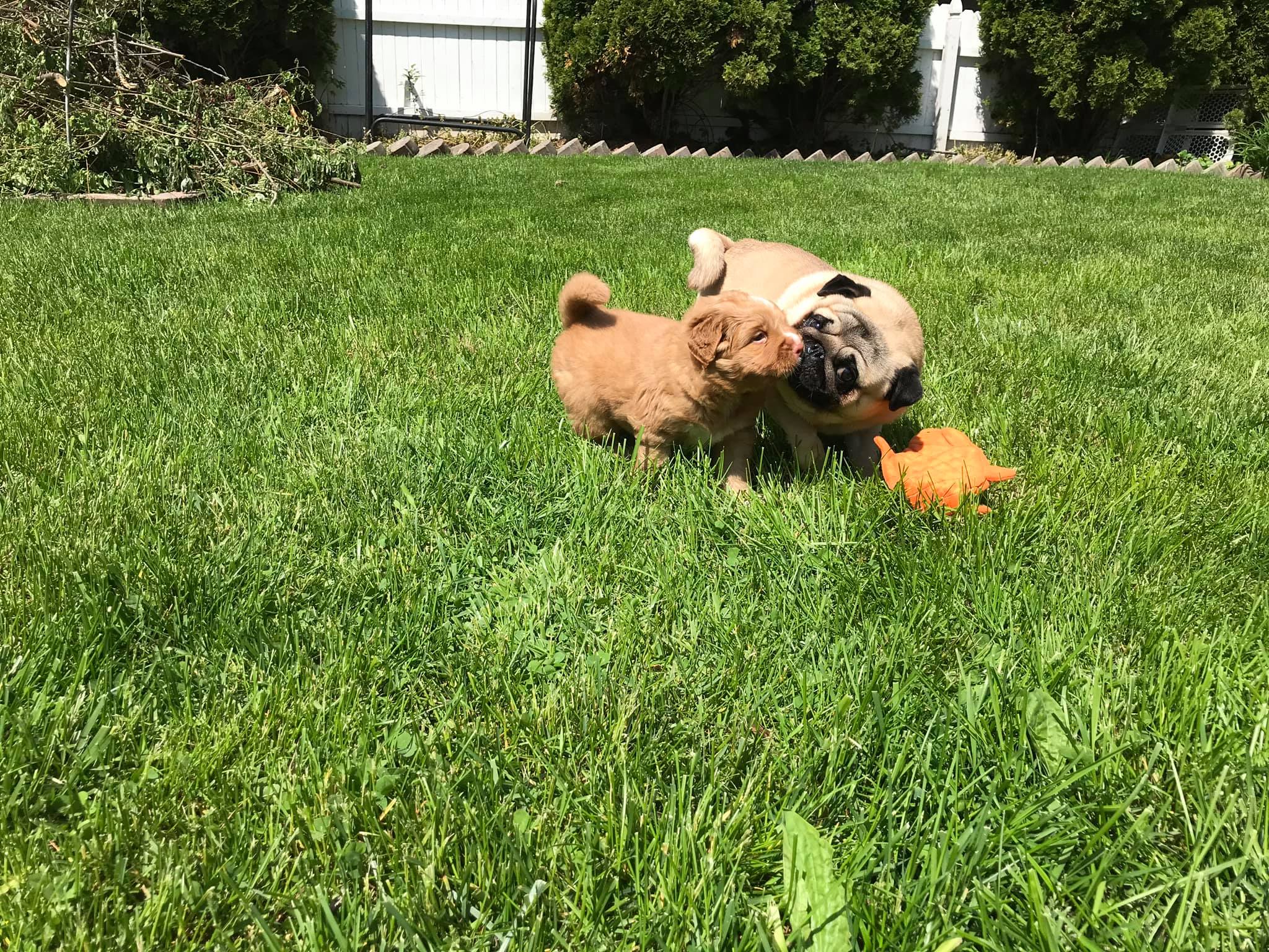 Munchie & Amos playing