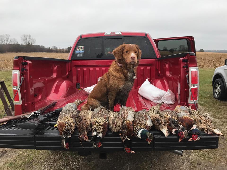 March 2017 - a successful pheasant hunt!